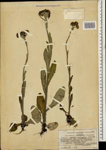 Tephroseris integrifolia subsp. caucasigena (Schischk.) Greuter, Caucasus, Krasnodar Krai & Adygea (K1a) (Russia)