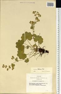 Alchemilla hebescens Juz., Siberia, Altai & Sayany Mountains (S2) (Russia)