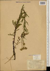 Jacobaea schischkiniana (Sofieva) B. Nord. & Greuter, Caucasus, Dagestan (K2) (Russia)