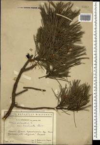 Pinus sylvestris var. hamata Steven, Crimea (KRYM) (Russia)
