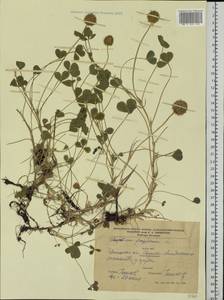 Trifolium fragiferum L., Eastern Europe, South Ukrainian region (E12) (Ukraine)