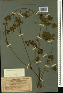 Ranunculus caucasicus M. Bieb., Caucasus, Azerbaijan (K6) (Azerbaijan)