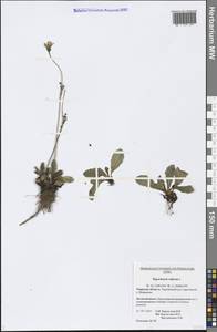 Hypochaeris radicata L., Eastern Europe, North-Western region (E2) (Russia)