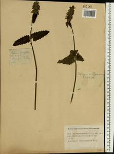 Betonica officinalis subsp. officinalis, Eastern Europe, Moscow region (E4a) (Russia)