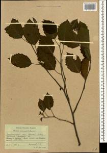 Alnus incana (L.) Moench, Caucasus, Stavropol Krai, Karachay-Cherkessia & Kabardino-Balkaria (K1b) (Russia)
