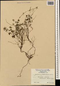 Galium fistulosum Sommier & Levier, Caucasus, South Ossetia (K4b) (South Ossetia)