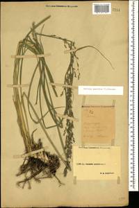 Molinia caerulea (L.) Moench, Caucasus, Stavropol Krai, Karachay-Cherkessia & Kabardino-Balkaria (K1b) (Russia)