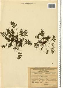 Erodium ciconium, Caucasus, Dagestan (K2) (Russia)