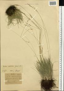 Festuca valesiaca Schleich. ex Gaudin, Siberia, Western (Kazakhstan) Altai Mountains (S2a) (Kazakhstan)