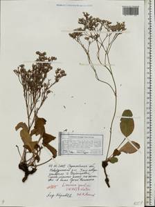 Limonium bungei (Claus) Gamajun., Eastern Europe, Lower Volga region (E9) (Russia)