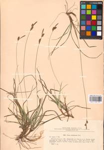 Carex ericetorum Pollich, Eastern Europe, Moscow region (E4a) (Russia)