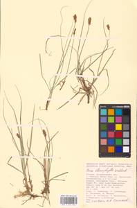 Carex stenophylla Wahlenb., Eastern Europe, Lower Volga region (E9) (Russia)