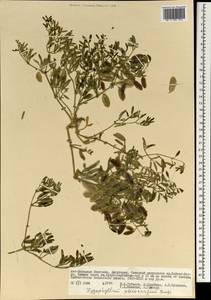 Zygophyllum pterocarpum Bunge, Mongolia (MONG) (Mongolia)