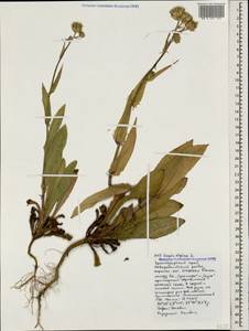 Crepis alpina L., Caucasus, Black Sea Shore (from Novorossiysk to Adler) (K3) (Russia)