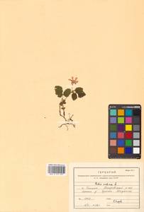 Rubus arcticus L., Siberia, Russian Far East (S6) (Russia)