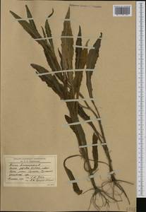 Picris hieracioides L., Western Europe (EUR) (Romania)