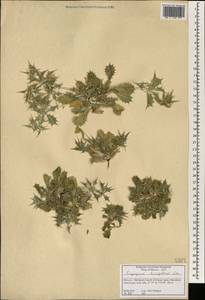 Eryngium ilicifolium Lam., Africa (AFR) (Morocco)