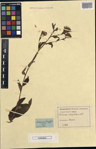 Centaurea phrygia subsp. salicifolia (M. Bieb. ex Willd.) Mikheev, Caucasus (no precise locality) (K0) (Not classified)