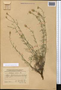 Centaurea caprina Steven, Crimea (KRYM) (Russia)