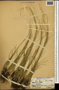 Stipa lessingiana Trin. & Rupr., Caucasus, Armenia (K5) (Armenia)