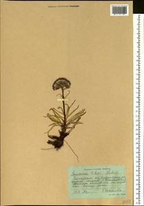 Saussurea tilesii (Ledeb.) Ledeb., Siberia, Central Siberia (S3) (Russia)