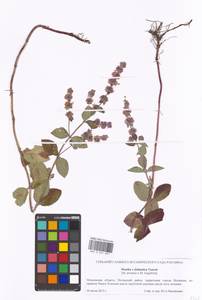 Mentha × dalmatica Tausch, Eastern Europe, Moscow region (E4a) (Russia)