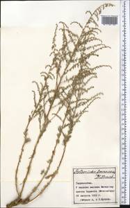 Artemisia ferganensis Krasch. ex Poljakov, Middle Asia, Syr-Darian deserts & Kyzylkum (M7) (Tajikistan)