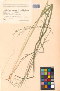 Molinia caerulea (L.) Moench, Eastern Europe, Moscow region (E4a) (Russia)