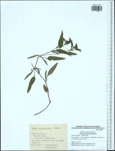 Viola pumila Chaix, Eastern Europe, Central region (E4) (Russia)
