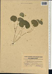 Viola biflora L., Siberia, Russian Far East (S6) (Russia)