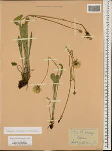 Leontodon asperrimus (Willd.) Boiss. ex Ball, Caucasus, Armenia (K5) (Armenia)