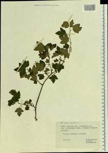 Ribes alpinum, Eastern Europe, Belarus (E3a) (Belarus)