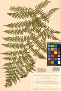 Athyrium filix-femina, Eastern Europe, Moscow region (E4a) (Russia)