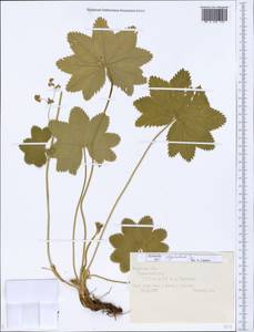 Alchemilla glyphodonta Juz., Eastern Europe, Central forest region (E5) (Russia)