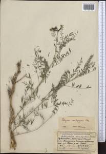 Astragalus neolipskyanus Popov, Middle Asia, Western Tian Shan & Karatau (M3) (Uzbekistan)