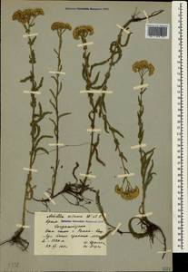 Achillea setacea Waldst. & Kit., Crimea (KRYM) (Russia)
