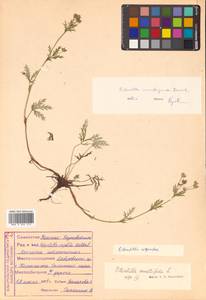 Potentilla argentea L., Siberia, Russian Far East (S6) (Russia)