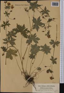 Geranium phaeum L., Western Europe (EUR) (Italy)