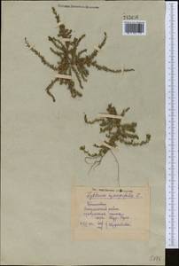 Lythrum hyssopifolia L., Middle Asia, Syr-Darian deserts & Kyzylkum (M7) (Uzbekistan)