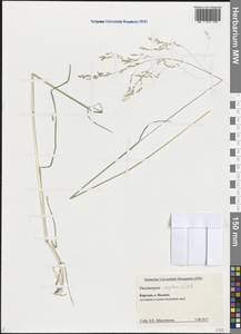 Deschampsia cespitosa (L.) P.Beauv., Eastern Europe, Northern region (E1) (Russia)