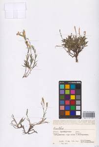 Dianthus, Eastern Europe, Eastern region (E10) (Russia)