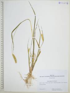 Setaria pumila (Poir.) Roem. & Schult., Siberia, Russian Far East (S6) (Russia)