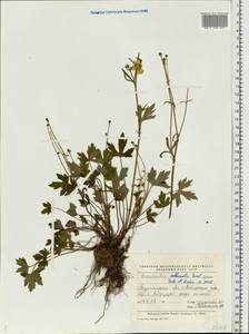 Ranunculus propinquus subsp. subborealis (Tzvelev) Kuvaev, Eastern Europe, Northern region (E1) (Russia)