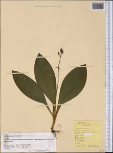 Clintonia borealis (Aiton) Raf., America (AMER) (United States)