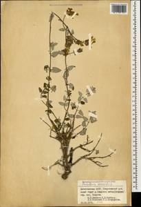 Scutellaria orientalis L., Caucasus, Dagestan (K2) (Russia)