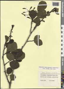Alnus glutinosa (L.) Gaertn., Caucasus, Stavropol Krai, Karachay-Cherkessia & Kabardino-Balkaria (K1b) (Russia)