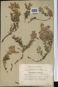 Dracocephalum diversifolium Rupr., Middle Asia, Western Tian Shan & Karatau (M3) (Kazakhstan)