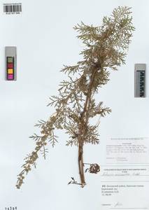 Artemisia macrantha Ledeb., Siberia, Altai & Sayany Mountains (S2) (Russia)