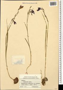 Gladiolus atroviolaceus Boiss., Caucasus, Armenia (K5) (Armenia)