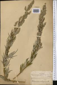 Artemisia vulgaris L., Middle Asia, Muyunkumy, Balkhash & Betpak-Dala (M9) (Kazakhstan)